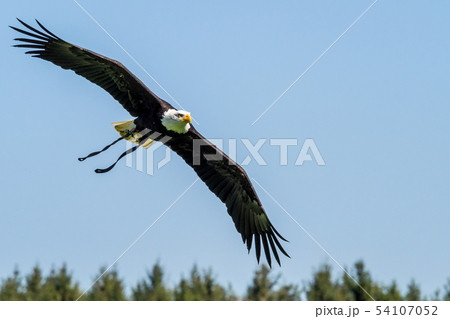 Flying bald eagle lat. haliaeetus leucocephalus in a park Flying bald eagle lat. haliaeetus leucocephalus in a park 54107052
