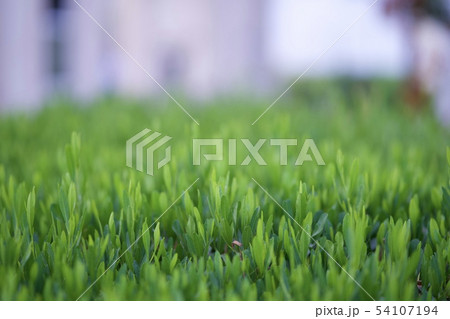 tender green grass field tender green grass field 54107194