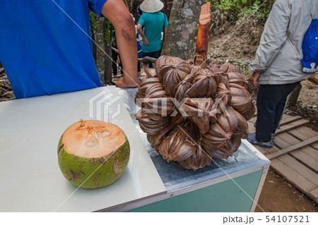 ココナッツの実とニッパヤシの実 ベトナム ミトーの写真素材 [54107521