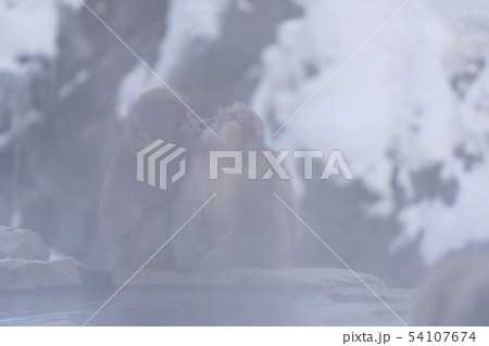 日本猿　地獄谷温泉　雪景色 54107674