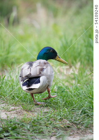 キレイな鴨 54109240