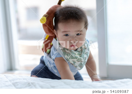 はいはいをする赤ちゃん はいはいをする赤ちゃん 54109387