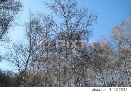 白樺 空 木 54109533