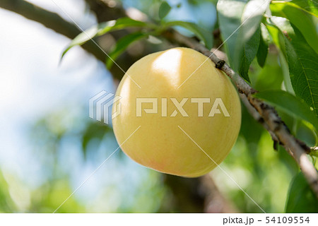 フルーツ王国岡山の清水白桃 54109554