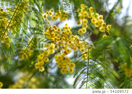 花 フラワー お花 54109572