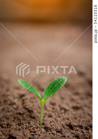 Green sprout growing from soil background with 54110316