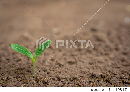 Green sprout growing from soil background with Green sprout growing from soil background with 54110317