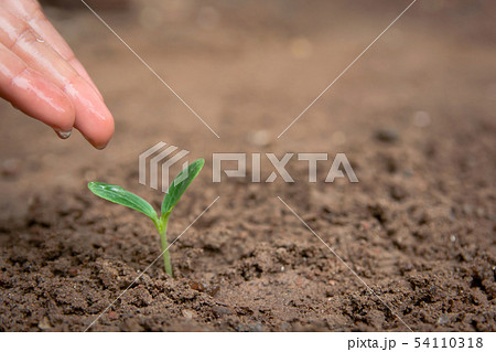 Hand watering Green sprout growing from soil 54110318