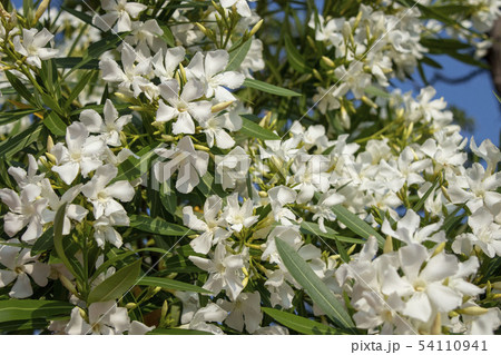 夾竹桃の白い花 54110941