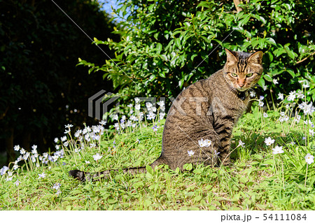 インフェイオン ベツレヘムの星と猫 インフェイオン ベツレヘムの星と猫 54111084