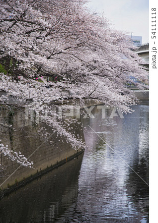 神田川桜並木 54111118