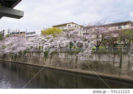 神田川桜並木 54111122