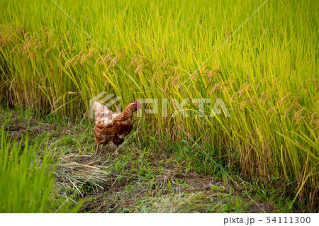 実りの秋 実りの秋 54111300