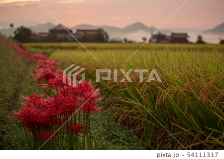 秋の花彼岸花 朝焼けと彼岸花 秋の花彼岸花 朝焼けと彼岸花 54111317