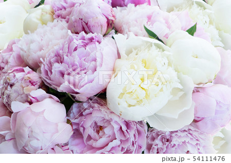 Fresh peony flowers 54111476