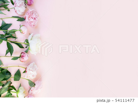 Fresh peony flowers 54111477