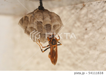 セグロアシナガバチ巣 セグロアシナガバチ巣 54111638
