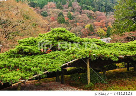 善峯寺の遊龍の松 54112123