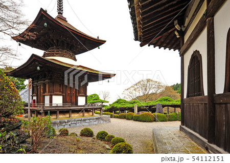 善峯寺の遊龍の松と多宝塔 54112151