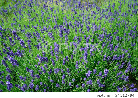 三国ラベンダーファーム　ラベンダー　夏 54112794