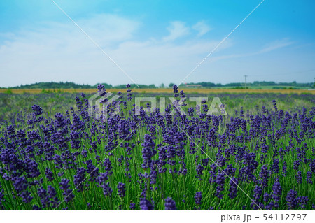 三国ラベンダーファーム ラベンダー 夏 三国ラベンダーファーム ラベンダー 夏 54112797