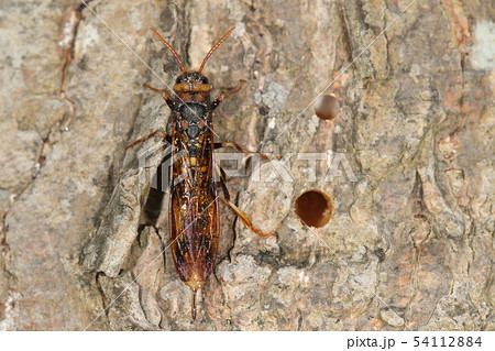 生き物 昆虫 ヒラアシキバチ、刺さないハチが強面に擬態?大きさは三センチほどで迫力ありです 生き物 昆虫 ヒラアシキバチ、刺さないハチが強面に擬態?大きさは三センチほどで迫力ありです 54112884