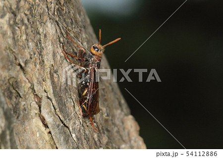 生き物 昆虫 ヒラアシキバチ、六月中旬。枯れて二年ほどのイロハモミジにたくさん集まってきました 生き物 昆虫 ヒラアシキバチ、六月中旬。枯れて二年ほどのイロハモミジにたくさん集まってきました 54112886