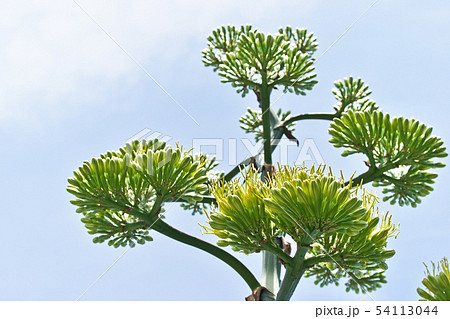 黄緑色のリュウゼツランの花 黄緑色のリュウゼツランの花 54113044