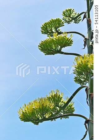 黄緑色のリュウゼツランの花 黄緑色のリュウゼツランの花 54113105