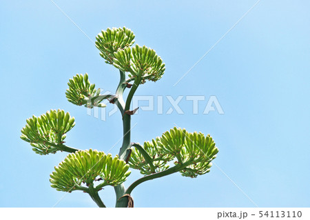 黄緑色のリュウゼツランの花 黄緑色のリュウゼツランの花 54113110