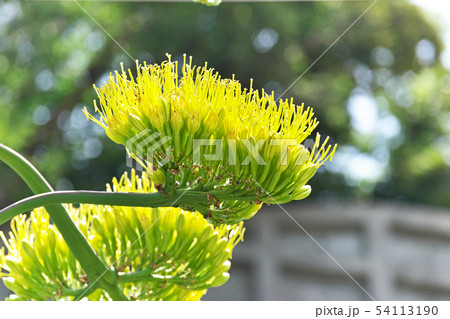 黄緑色のリュウゼツランの花 黄緑色のリュウゼツランの花 54113190