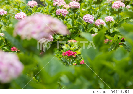 紫陽花 54113201