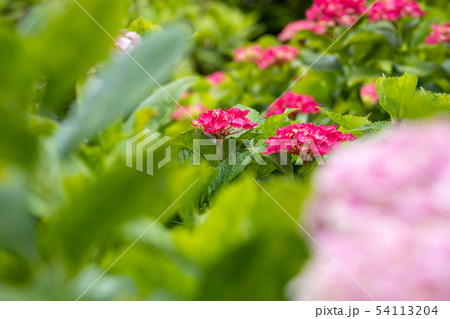 紫陽花 紫陽花 54113204