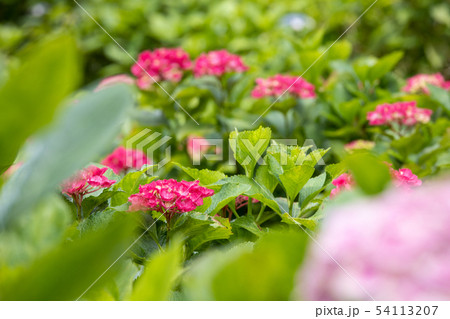 紫陽花 54113207