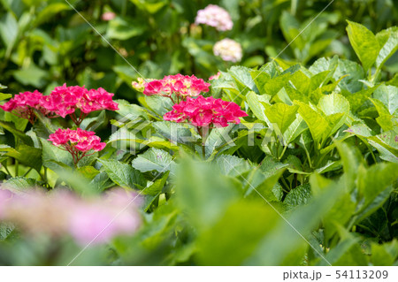 紫陽花 紫陽花 54113209