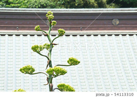 黄緑色のリュウゼツランの花 黄緑色のリュウゼツランの花 54113310
