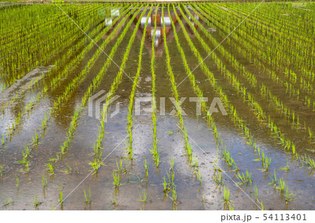 《岐阜県》白川郷合掌造り集落・田植えシーズン 54113401