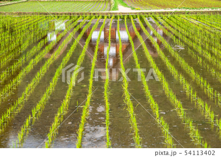 《岐阜県》白川郷合掌造り集落・田植えシーズン 54113402