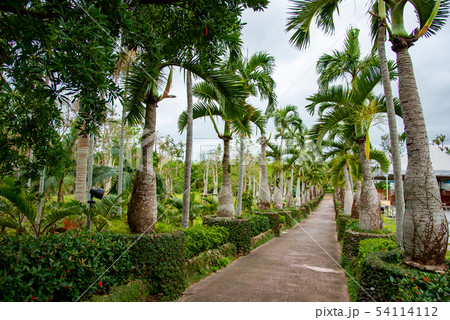 沖縄　東南植物楽園　トックリヤシ並木 54114112