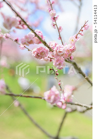 梅の花（紅梅） 54114413
