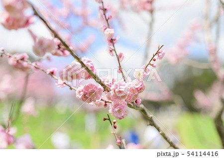 梅の花（紅梅） 54114416