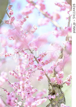 梅の花（紅梅） 54114426