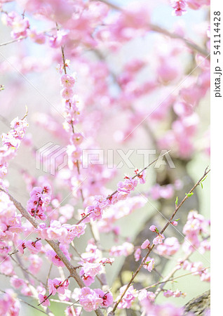 梅の花（紅梅） 54114428