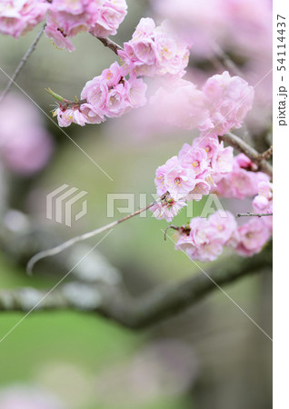 梅の花(紅梅) 梅の花(紅梅) 54114437