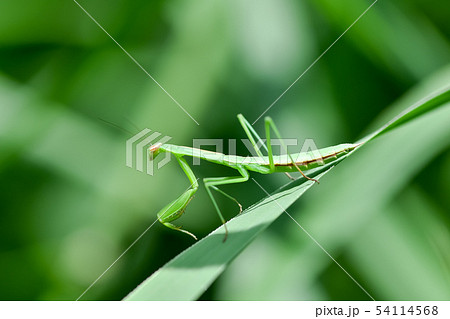 カマキリの幼体の写真素材