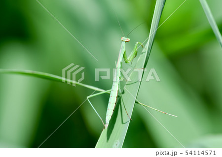 カマキリの幼体の写真素材