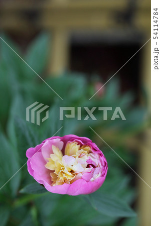 ソルベット・シャクヤクの花 ソルベット・シャクヤクの花 54114784