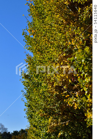 青空を背景にして、黄葉したイチョウの樹の並木の梢を撮影した写真 青空を背景にして、黄葉したイチョウの樹の並木の梢を撮影した写真 54115640