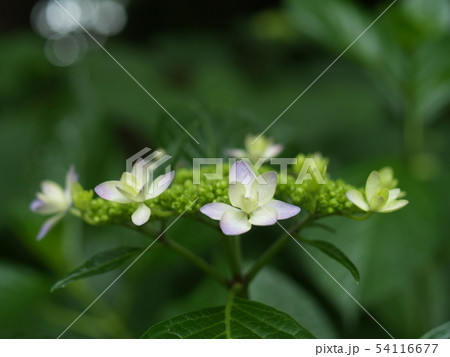 紫陽花 紫陽花 54116677