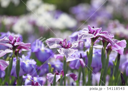 堀切菖蒲園 色とりどりの花菖蒲 堀切菖蒲園 色とりどりの花菖蒲 54118543